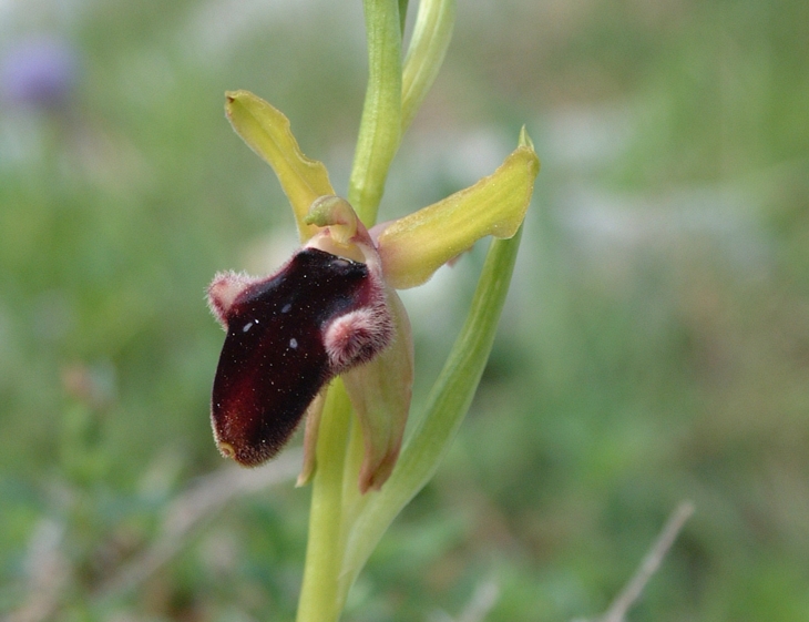Ophrys promontorii